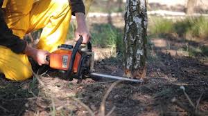 Best Tree Health Inspection  in Lennox, CA